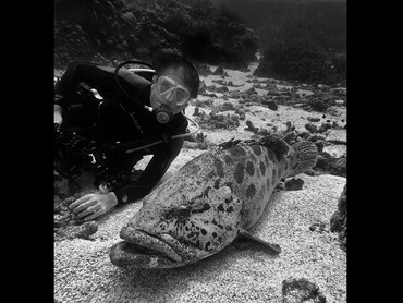 Potato Cod - Epinephelus tukula - Great Barrier Reef, Australia