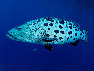 Potato Cod - Epinephelus tukula - Great Barrier Reef, Australia