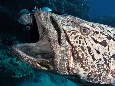 Potato Cod - Epinephelus tukula - Great Barrier Reef, Australia