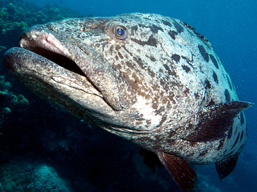 Potato Cod - Epinephelus tukula - Great Barrier Reef, Australia