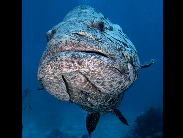 Potato Cod - Epinephelus tukula - Great Barrier Reef, Australia