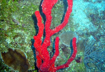 Erect Rope Sponge - Amphimedon compressa - Bonaire