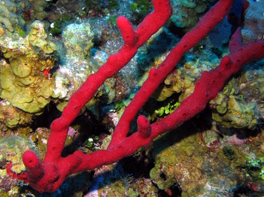 Erect Rope Sponge - Amphimedon compressa - Grand Cayman