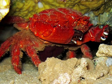 Splendid Pebble Crab - Etisus splendidus - Lanai, Hawaii