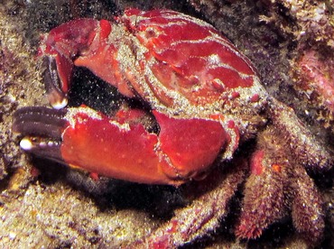 Splendid Pebble Crab - Etisus splendidus - Maui, Hawaii