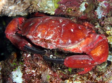 Splendid Pebble Crab - Etisus splendidus - Fiji