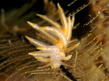 Eubranchus sp. 1 - Eubranchus sp. 1 - Anilao, Philippines