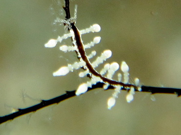 Eubranchus sp. 2 - Eubranchus sp. 2 - Dumaguete, Philippines