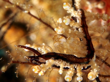 Eubranchus sp. 2 - Eubranchus sp. 2 - Anilao, Philippines