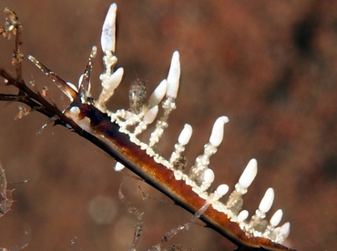 Eubranchus sp. 2 - Eubranchus sp. 2 - Bali, Indonesia