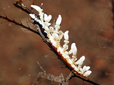 Eubranchus sp. 2 - Eubranchus sp. 2 - Bali, Indonesia