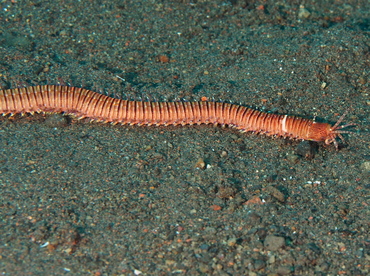 Eunice cf. australis - Eunice cf. australis - Bali, Indonesia