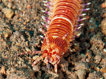 Eunice cf. australis - Eunice cf. australis - Bali, Indonesia