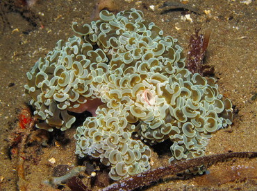 Anchor Coral - Euphyllia ancora - Dumaguete, Philippines