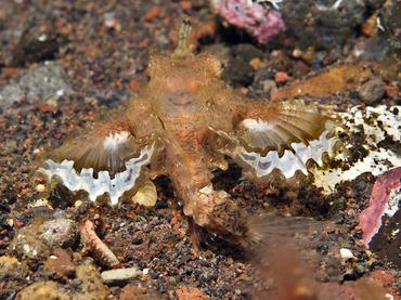 Dragon Sea Moth - Eurypegasus draconis - Bali, Indonesia