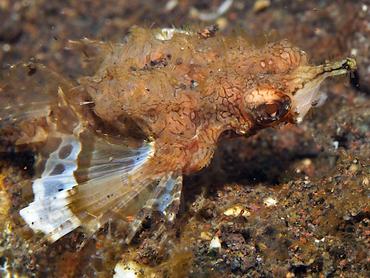 Dragon Sea Moth - Eurypegasus draconis - Bali, Indonesia