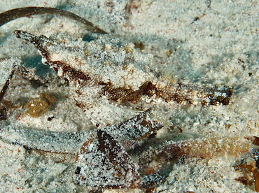 Dragon Sea Moth - Eurypegasus draconis - Wakatobi, Indonesia