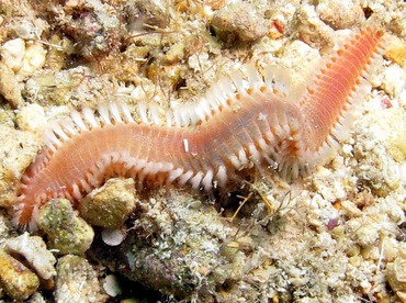 Orange Fireworm - Eurythoe complanata - Cozumel, Mexico