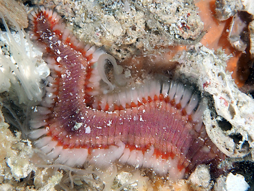 Orange Fireworm - Eurythoe complanata - Cozumel, Mexico