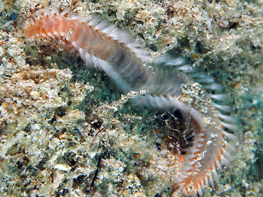 Orange Fireworm - Eurythoe complanata - Cozumel, Mexico