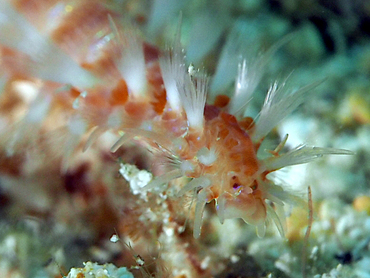 Orange Fireworm - Eurythoe complanata - Cozumel, Mexico