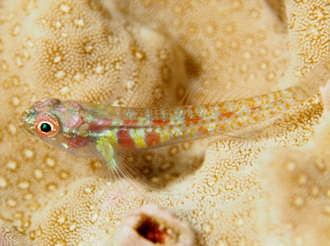 Whitestriped Dwarfgoby - Eviota guttata - Fiji