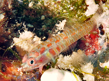 Whitestriped Dwarfgoby - Eviota guttata - Wakatobi, Indonesia