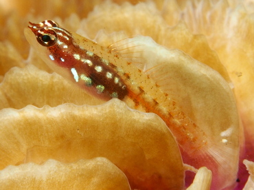 Red and Whitespotted Dwarfgoby - Eviota prasites - Lembeh Strait, Indonesia