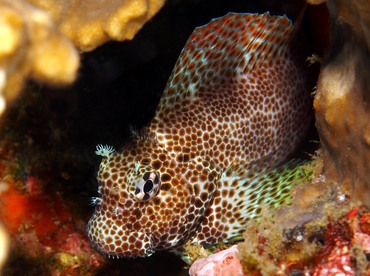 Leopard Blenny - Exallias brevis - Anilao, Philippines