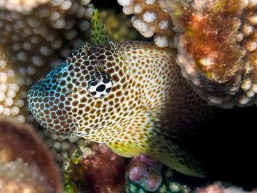 Leopard Blenny - Exallias brevis - Great Barrier Reef, Australia