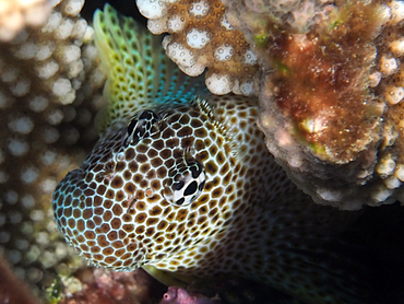 Leopard Blenny - Exallias brevis - Great Barrier Reef, Australia