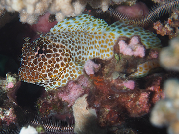 Leopard Blenny - Exallias brevis - Great Barrier Reef, Australia