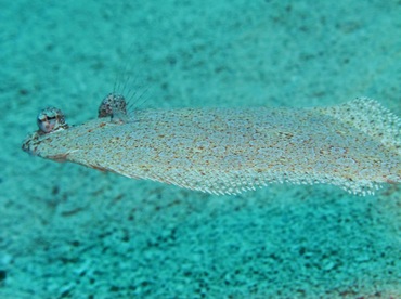 Eyed Flounder - Bothus ocellatus - Cozumel, Mexico