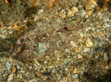 Eyed Flounder - Bothus ocellatus - Blue Heron Bridge, Florida