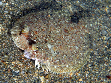 Eyed Flounder - Bothus ocellatus - Blue Heron Bridge, Florida