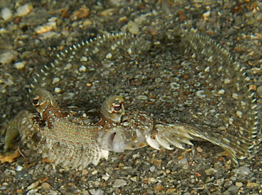 Eyed Flounder - Bothus ocellatus - Blue Heron Bridge, Florida