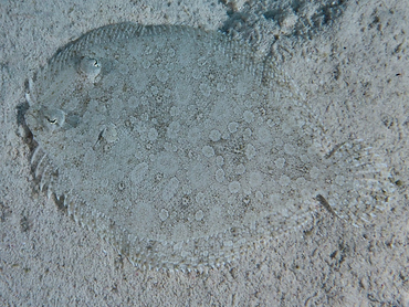 Eyed Flounder - Bothus ocellatus - Turks and Caicos