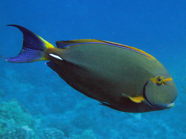Eyestripe Surgeonfish - Acanthurus dussumieri - Big Island, Hawaii