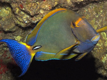 Eyestripe Surgeonfish - Acanthurus dussumieri - Lanai, Hawaii