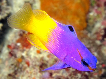 Fairy Basslet - Gramma loreto - Belize