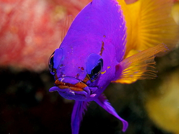 Fairy Basslet - Gramma loreto - Belize