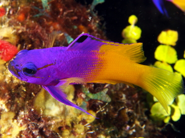 Fairy Basslet - Gramma loreto - Belize