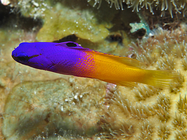 Fairy Basslet - Gramma loreto - Turks and Caicos