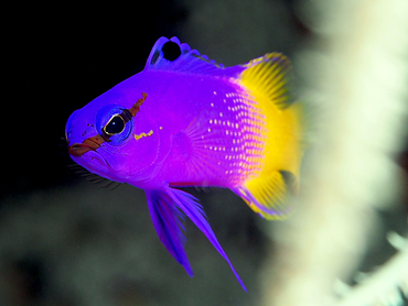 Fairy Basslet - Gramma loreto - Bonaire