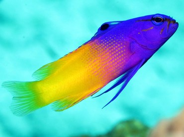 Fairy Basslet - Gramma loreto - Nassau, Bahamas