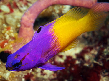 Fairy Basslet - Gramma loreto - Turks and Caicos