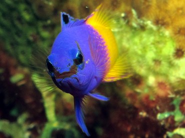 Fairy Basslet - Gramma loreto - Bonaire