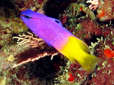 Fairy Basslet - Gramma loreto - St Thomas, USVI