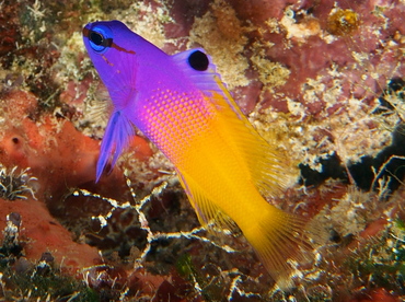 Fairy Basslet - Gramma loreto - The Exumas, Bahamas