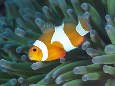 False Clown Anemonefish - Amphiprion ocellaris - Komodo, Indonesia